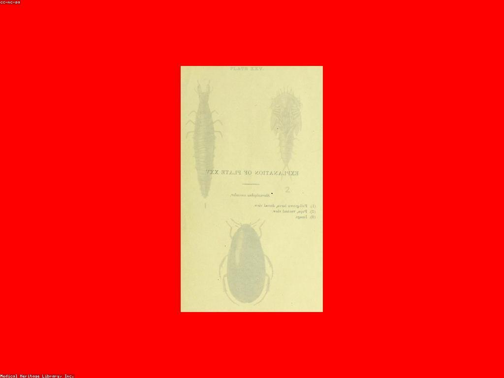 ស្លតរាល់ថ្ងៃ: ការអភិវឌ្ឍន៍និងកម្រិតនៃជីវិត